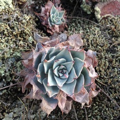 Echeveria subalpina