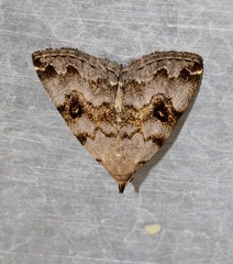 Sinarella nigrisigna