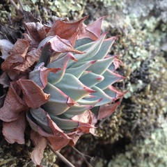 Echeveria subalpina