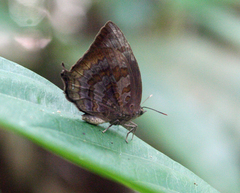 Arhopala centaurus nakula