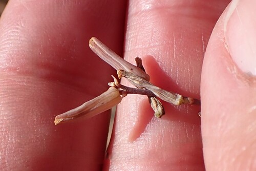 Astroloba spirella