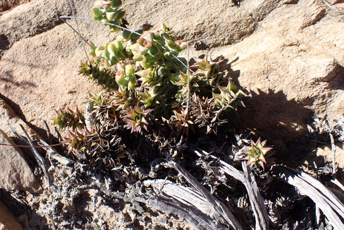Astroloba spirella