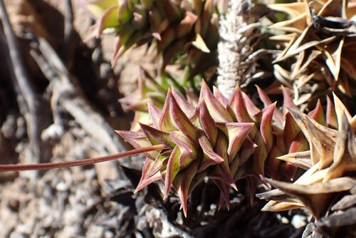Astroloba spirella