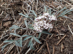 Lomatium geyeri