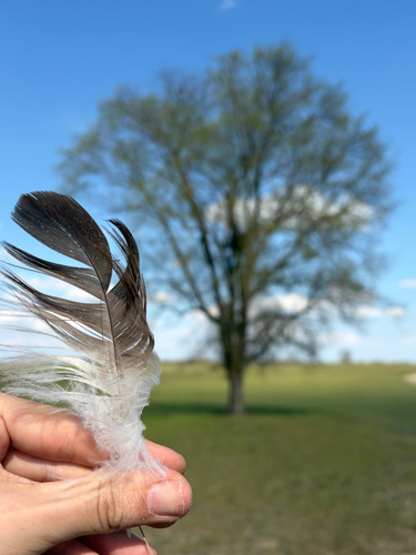 Plume de Aigle impérial