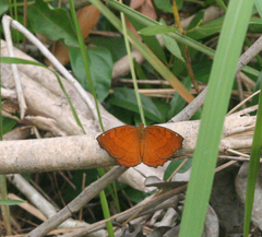 Ariadne ariadne pallidior