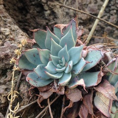 Echeveria subalpina