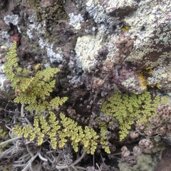 Myriopteris myriophylla