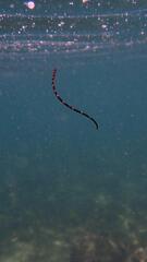 Barred Pipefish photo 2