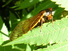 Magicicada cassinii