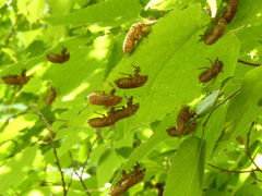 Magicicada cassinii