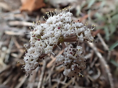 Lomatium geyeri