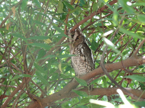 West Peruvian Screech Owl (Megascops roboratus), photo 5