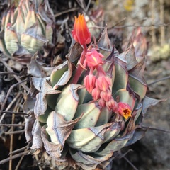 Echeveria subalpina