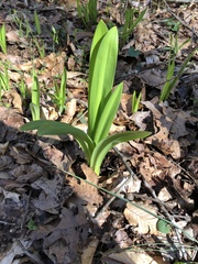 Hymenocallis occidentalis