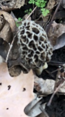 Morchella americana