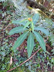 Paris polyphylla stenophylla