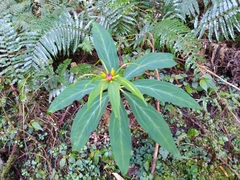 Paris polyphylla stenophylla