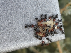 Crematogaster scutellaris