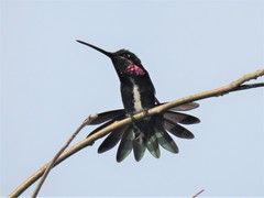 Heliomaster squamosus
