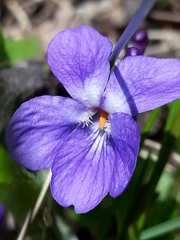 Viola