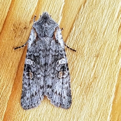 Lithophane pertorrida