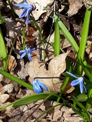 Scilla siberica