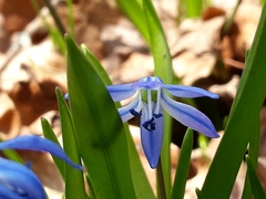 Scilla siberica