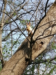 Sciurus vulgaris