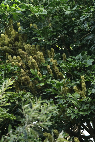 Cussonia zuluensis Strey 3