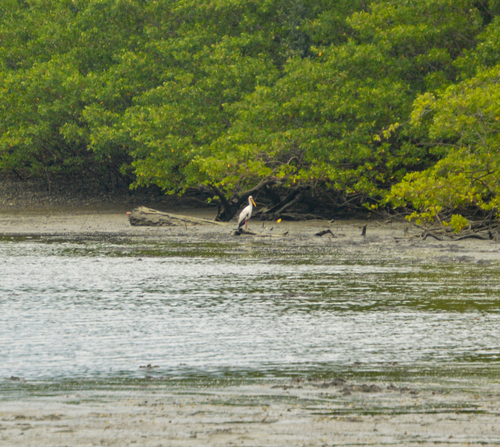 Yellow-billed Stork