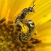Bequaert's Fairy Bee - Photo (c) Martin R. Lucas, some rights reserved (CC BY-NC), uploaded by Martin R. Lucas