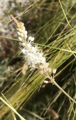 Bulbinella trinervis