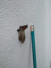 Megalopygidae