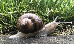 Cornu aspersum