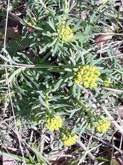 Euphorbia cyparissias