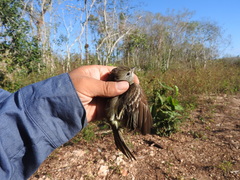Myiarchus yucatanensis