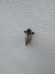 Megalopygidae