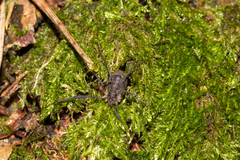 Oligolophus hanseni