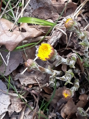 Tussilago farfara