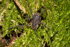 Oligolophus hanseni