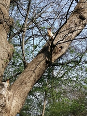 Sciurus vulgaris