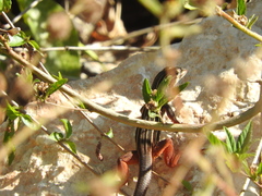 Aspidoscelis angusticeps angusticeps