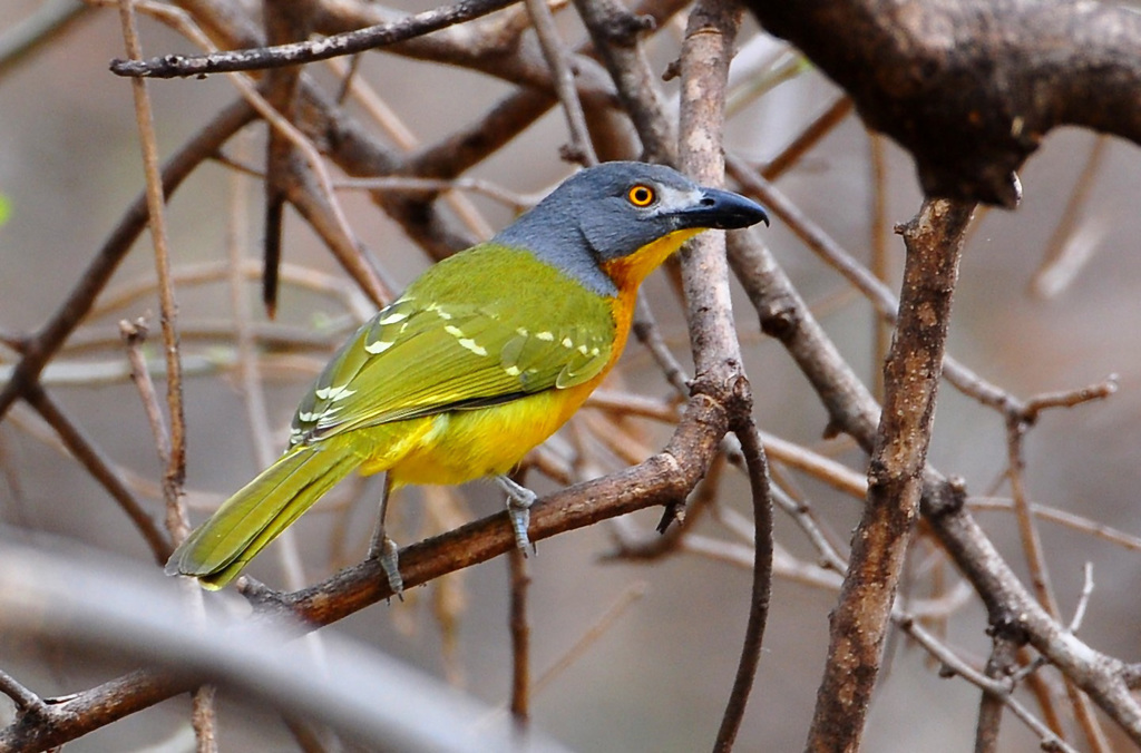 Large Bushshrikes