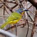 Grey-headed Bushshrike - Photo (c) Ian White, some rights reserved (CC BY-ND)