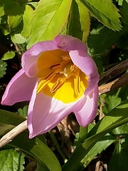 Tulipa saxatilis