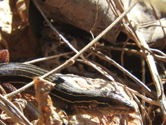 Aspidoscelis angusticeps angusticeps