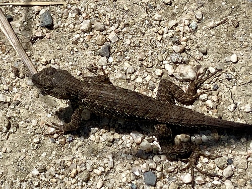 iNaturalist observation photo of Western Fence Lizard