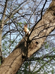 Sciurus vulgaris