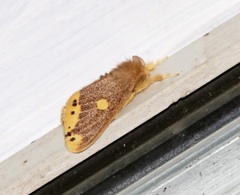 Euproctis quadrangularis